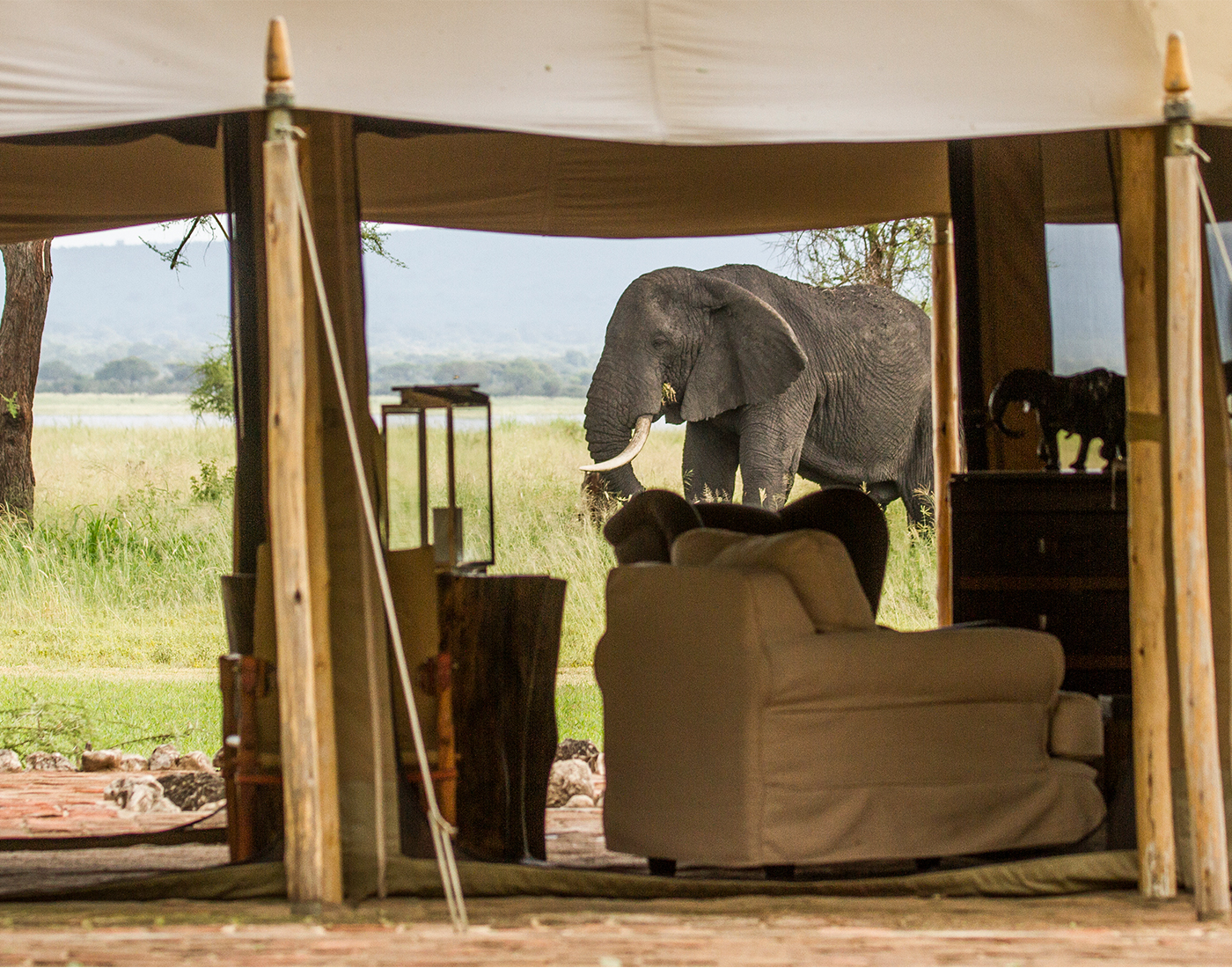 LCC-13 little chem chem elephant