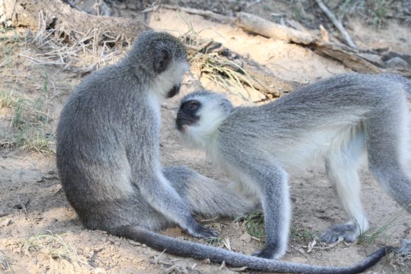 Monkeys playing in the bush