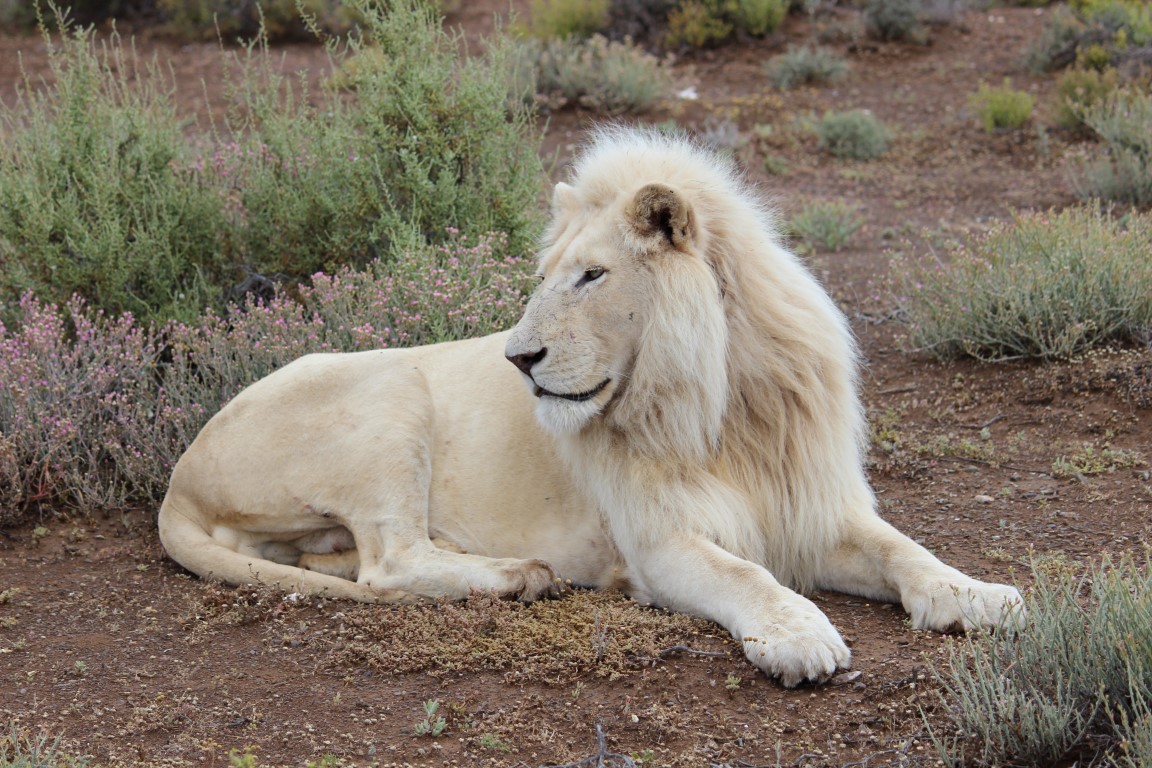 Weißer Löwe im Sanbona Wildlife Reserve in der Klein Karoo nahe der Garden Route