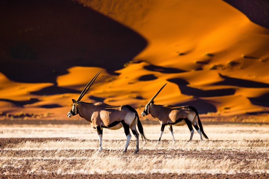 oryx-in-sossusvlei Oryxantilopen im Sossusvlei - ein unvergesslicher Anblick auf Safari in Namibia