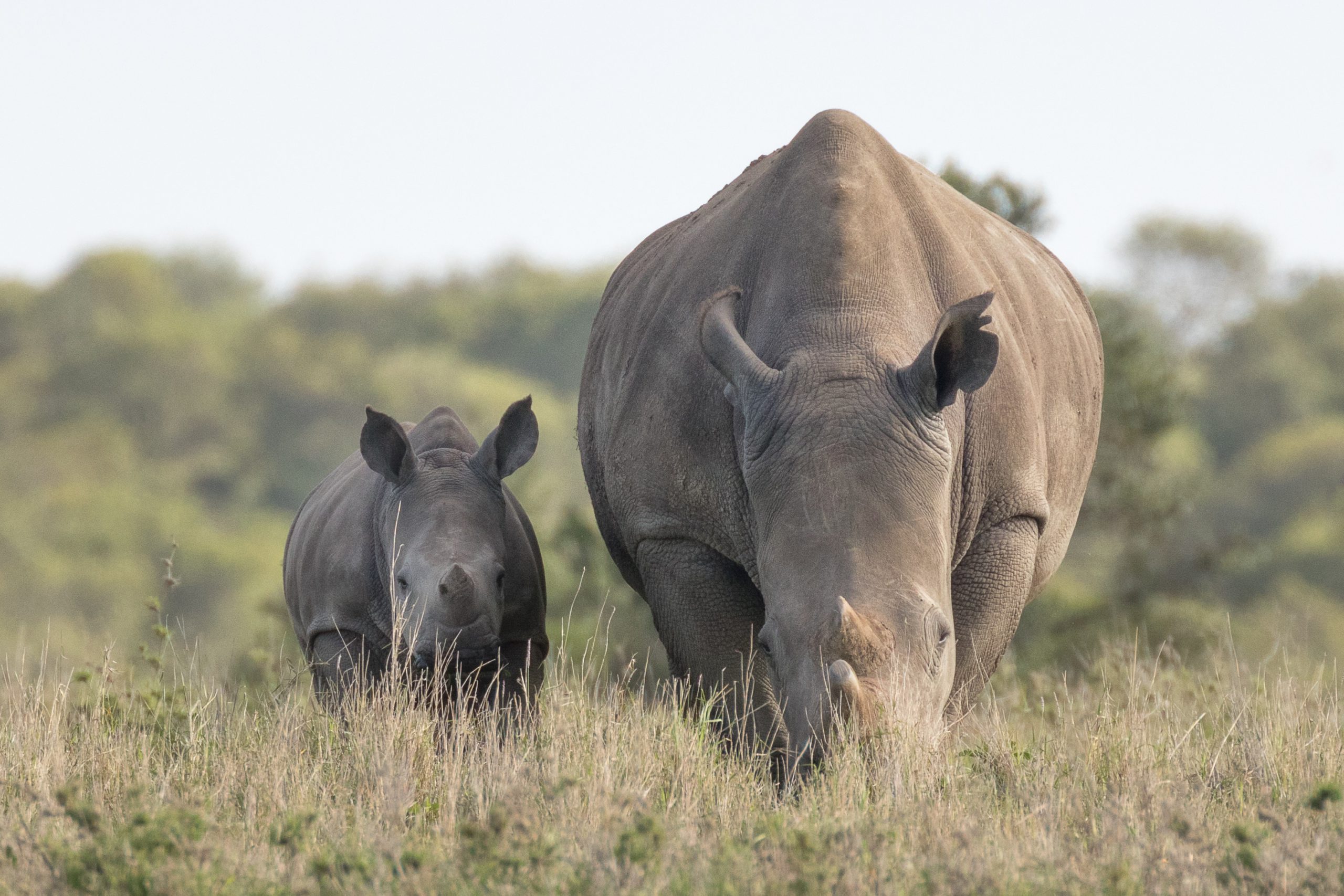 A mom rhino with her baby calf rhino