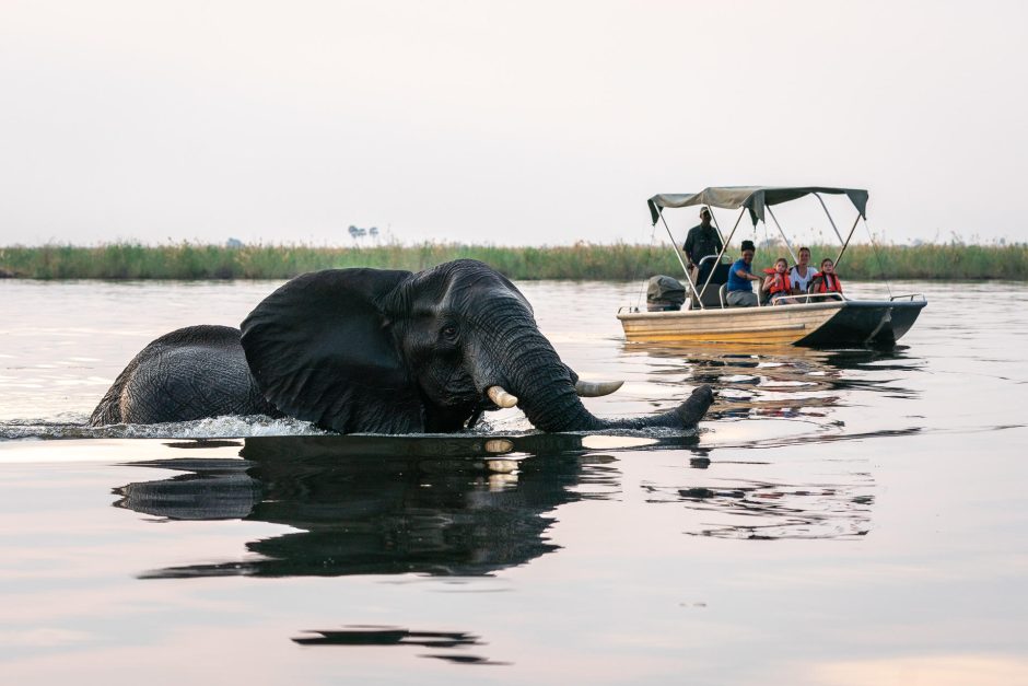 A massive elephant swims through the river while safari-goers watch from a boat, capturing the magic of the best time to visit Botswana for a safari.
