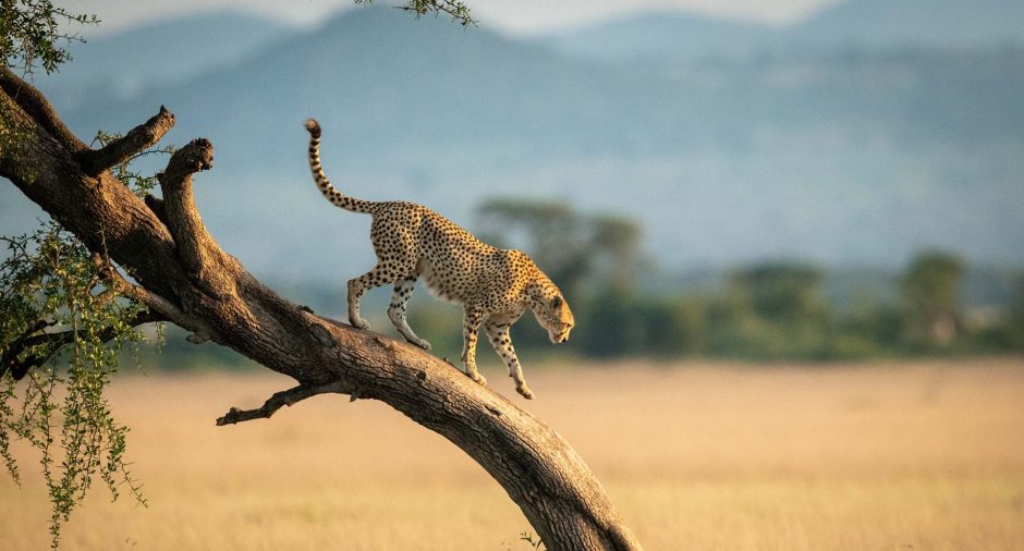 Gepard in der Serengeti