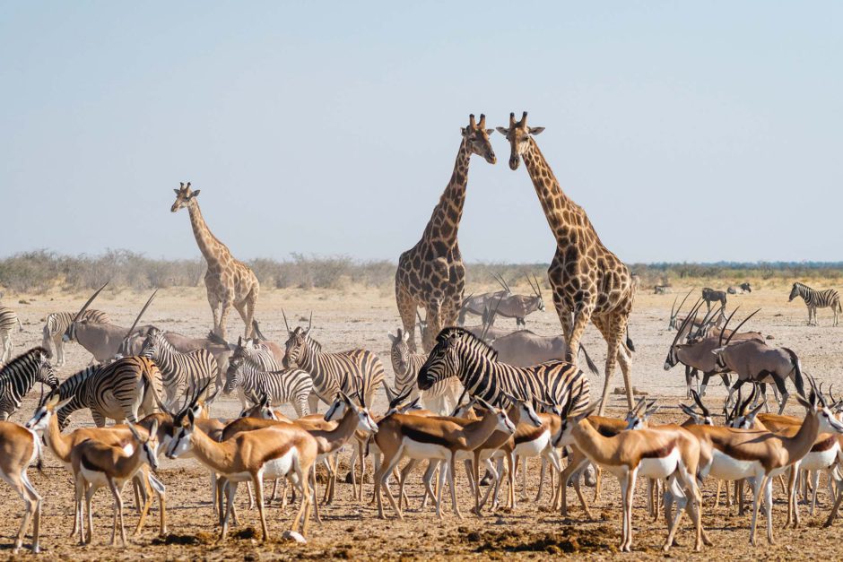 Wildtiere an einem Wasserloch - ein typischer Tag auf Safari im Etosha Nationalpark