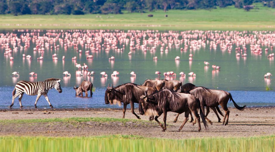 Die beste Reisezeit für Tansania: Gnus und Flamingos im Ngorongoro-Krater