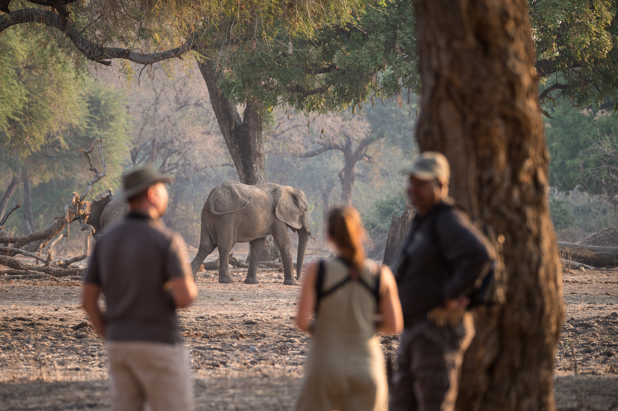 A guide with two guests on a bush walk in Mana Pools with an elephant passing in the background