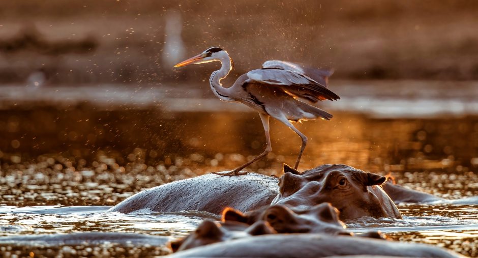 Vogel auf dem Rücken von Flusspferden in Simbabwe