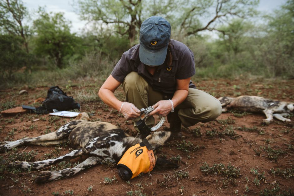 Man putting a collar on an endangered African wild dog to help track and protect it