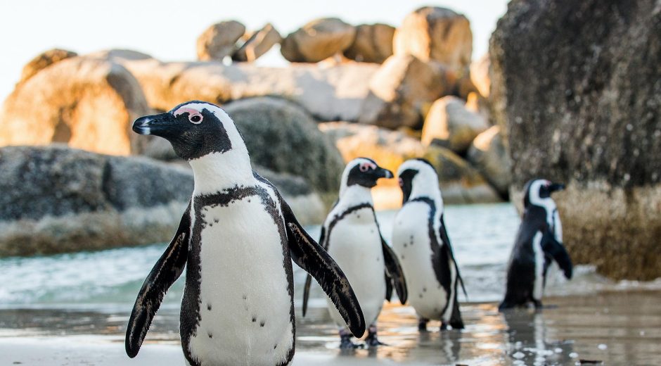 Lugares Únicos para Visitar en Sudáfrica: Boulders Beach