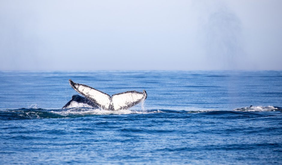 Whale tail on boat trip with Marine Dynamics