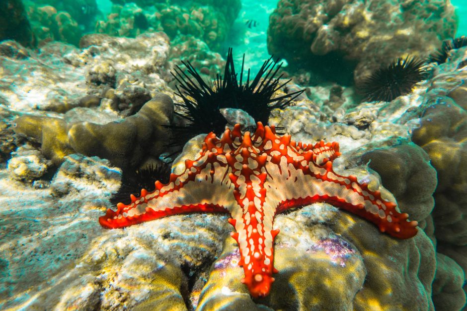 Underwater photography red knobbed sea star and sea urchins zanzibar tanzania Die Unterwasserwelt von Sansibar