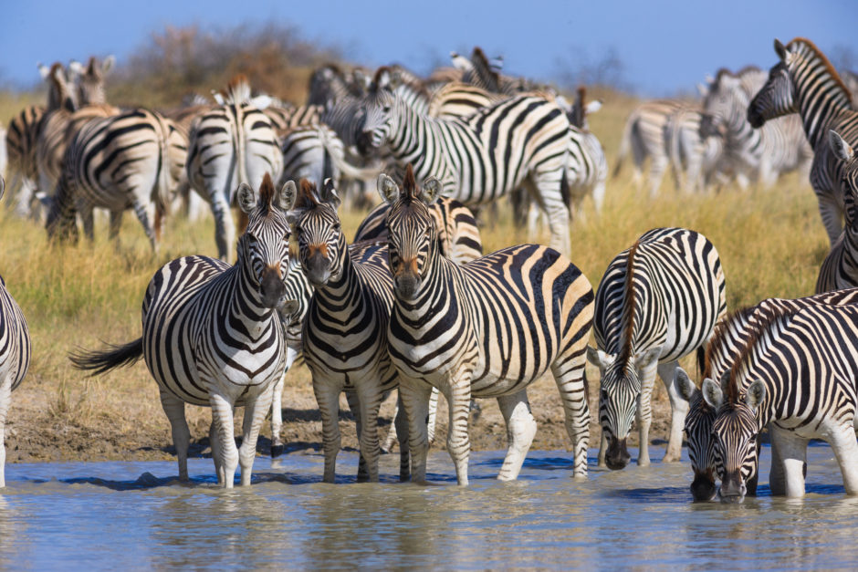 Zebras migration in Makgadikgadi