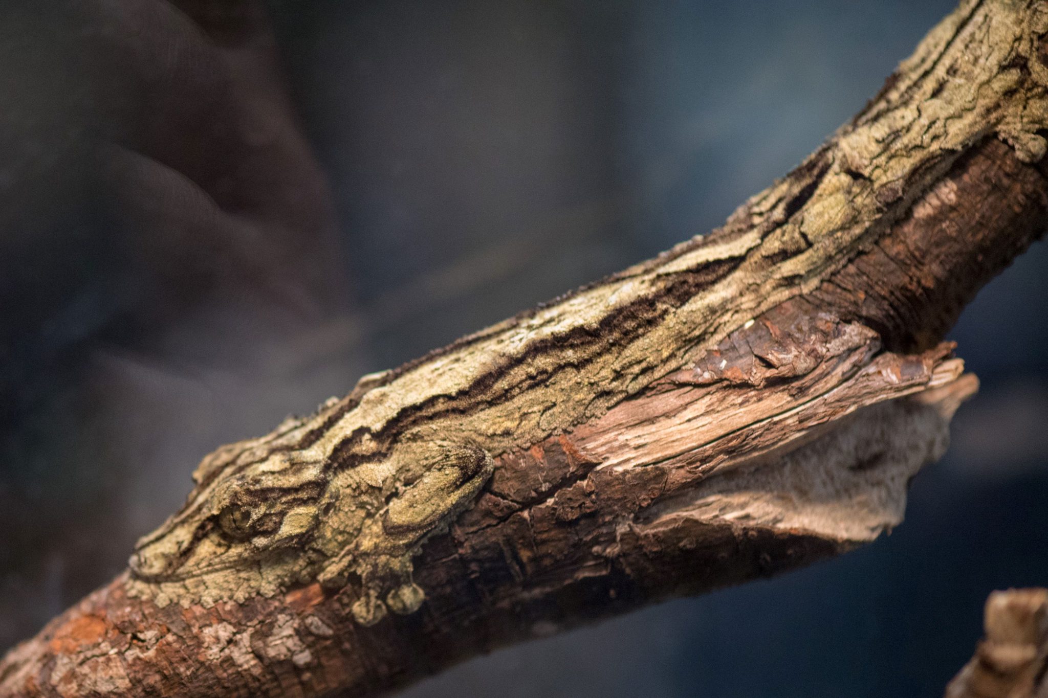 Africa’s Best Camouflaged Animals Rhino Africa Blog