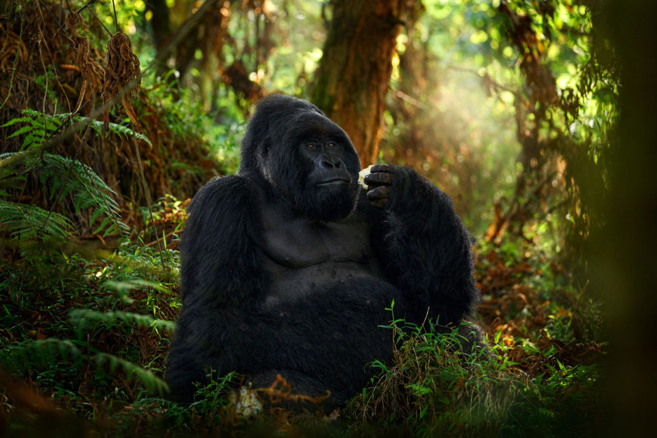 Western lowland gorilla in the Congo