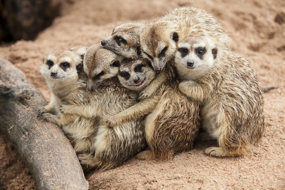 Meerkats huddled together