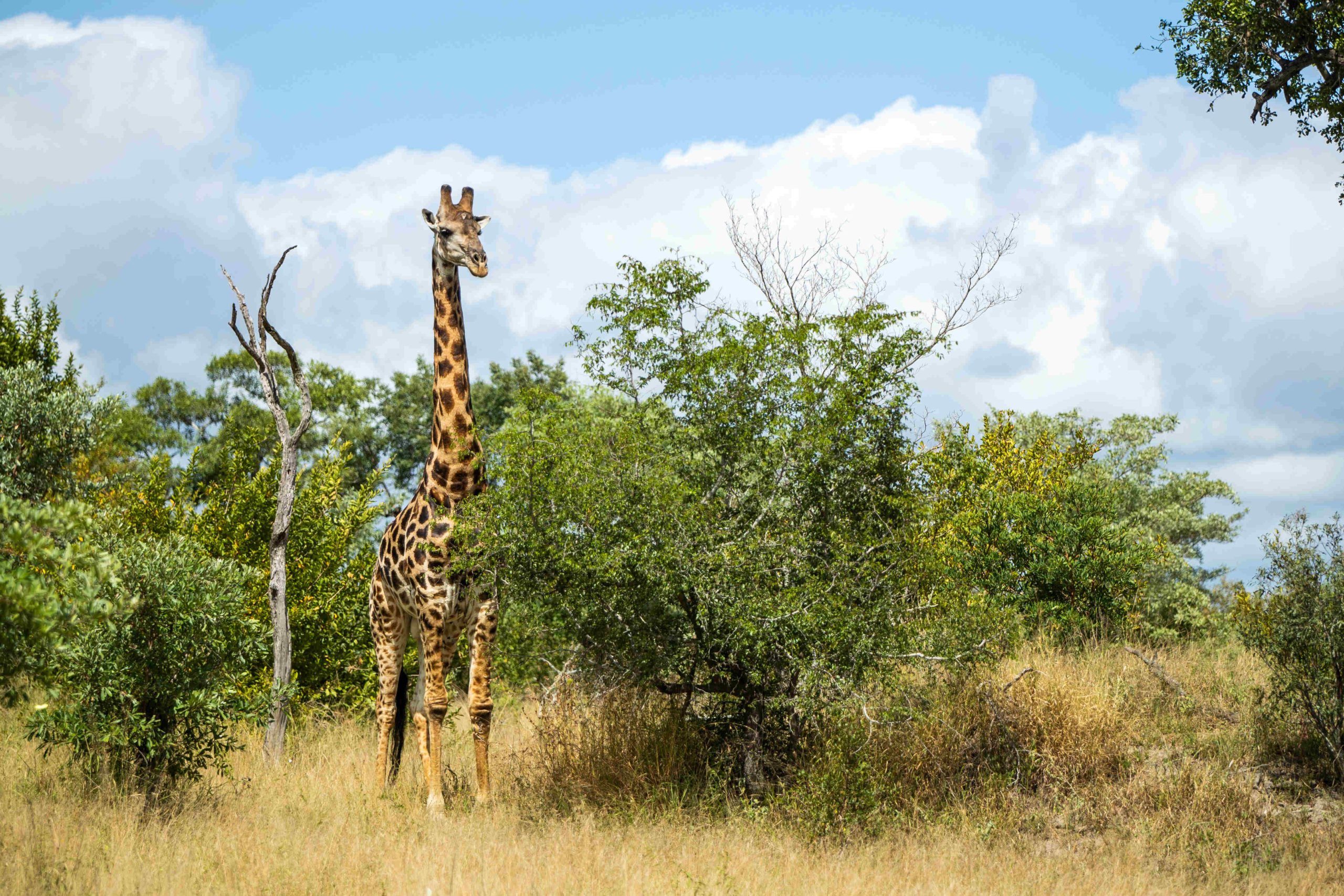 Exciting wildlife encounters in the Kruger National Park