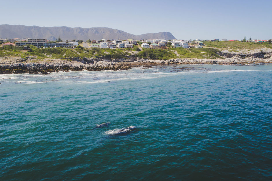 Die Garden Route in einer Woche: Starten Sie Ihren Roadtrip mit Whale Watching in Hermanus