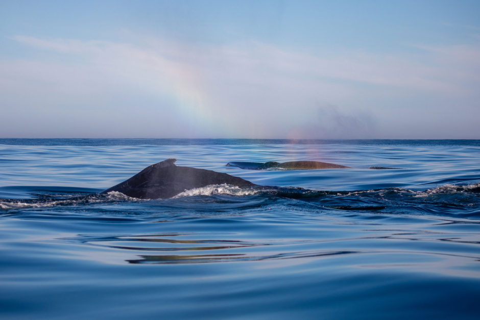 Whale watching mit Marine Dynamics in Südafrika