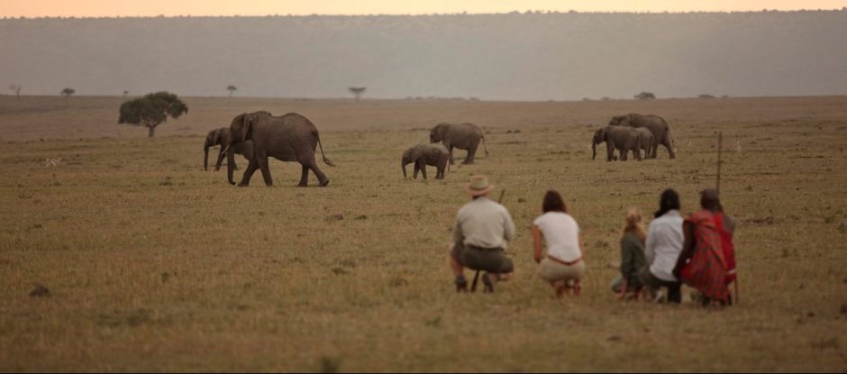 Elephant sighting on a bush walk