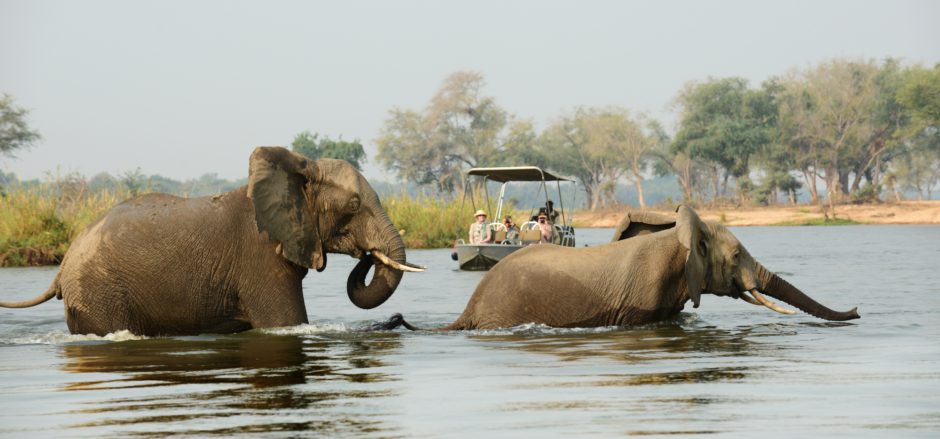 Zambezi River cruise