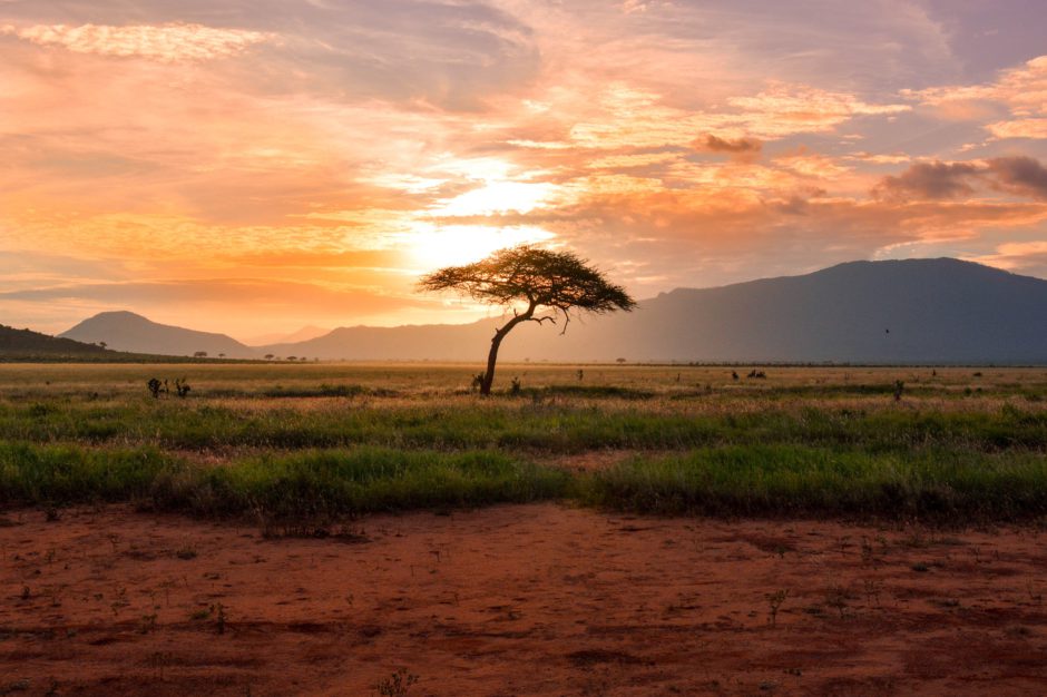 Classic East African safari landscapes