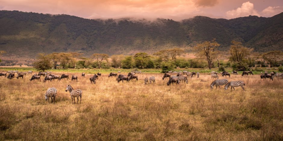 Ngorongoro Crater safari