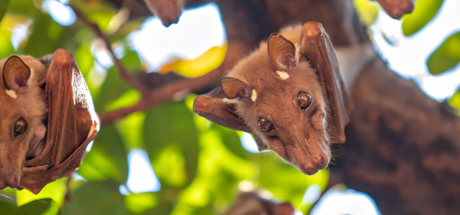 Fruit bats hanging from a tree