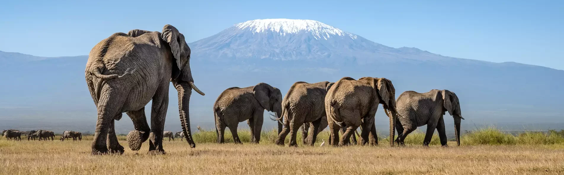 Elephants walk across the plains in Kenya, one of the best places to visit in East Africa