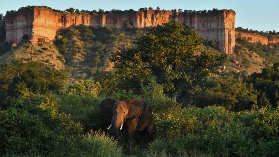 Elephant peeking out from woodlands in Gonarezhou National Park