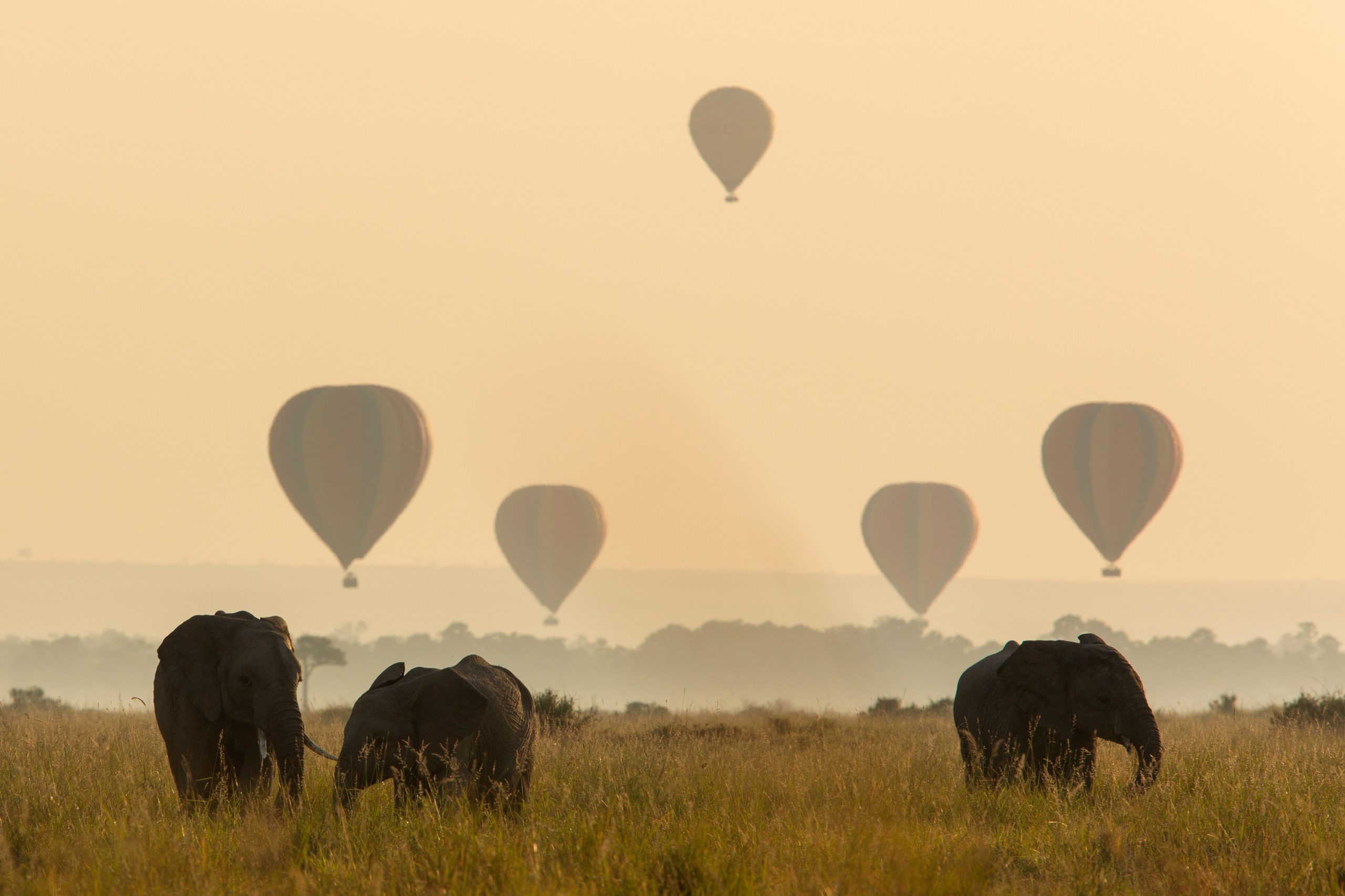 Elefanten mit Heißluftballons im Hintergrund