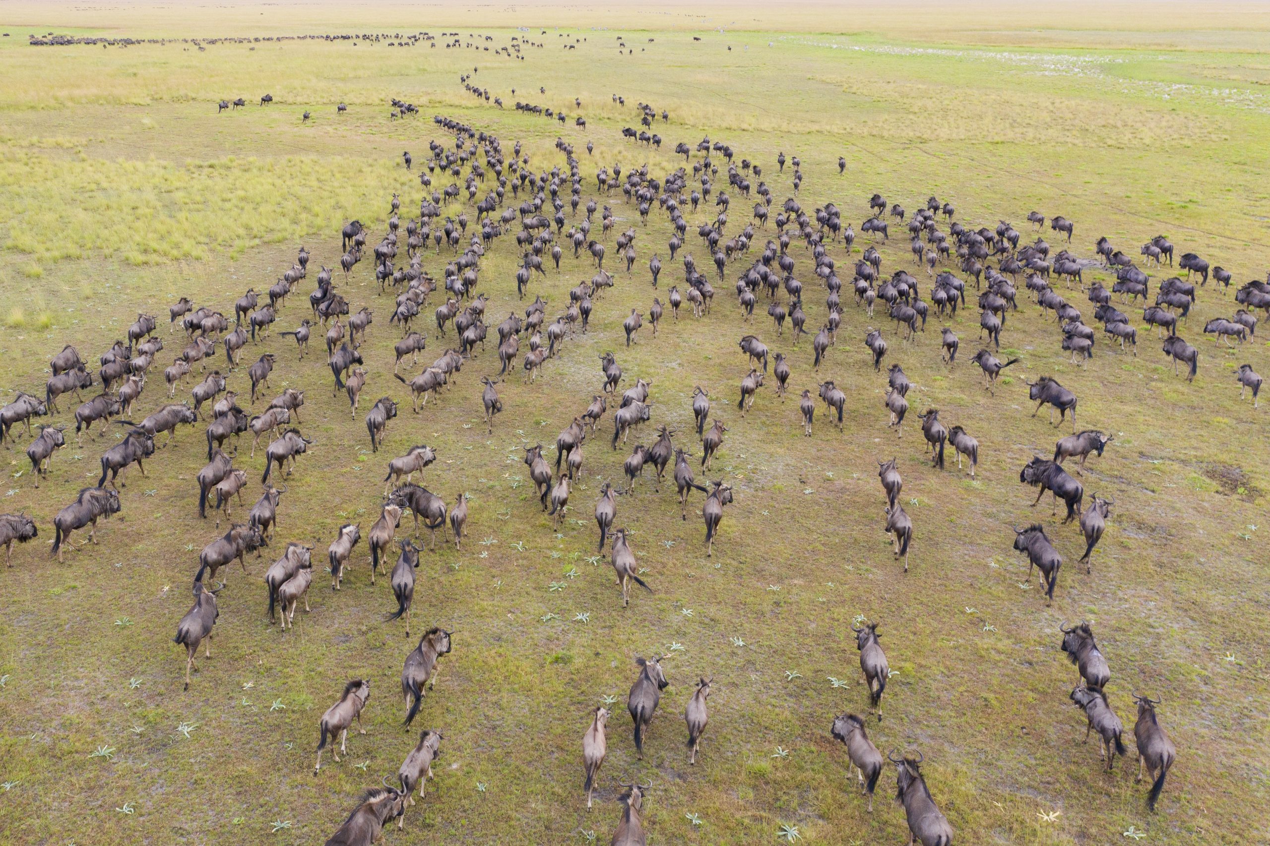 Wildebeest herd in the Liuwa Plains