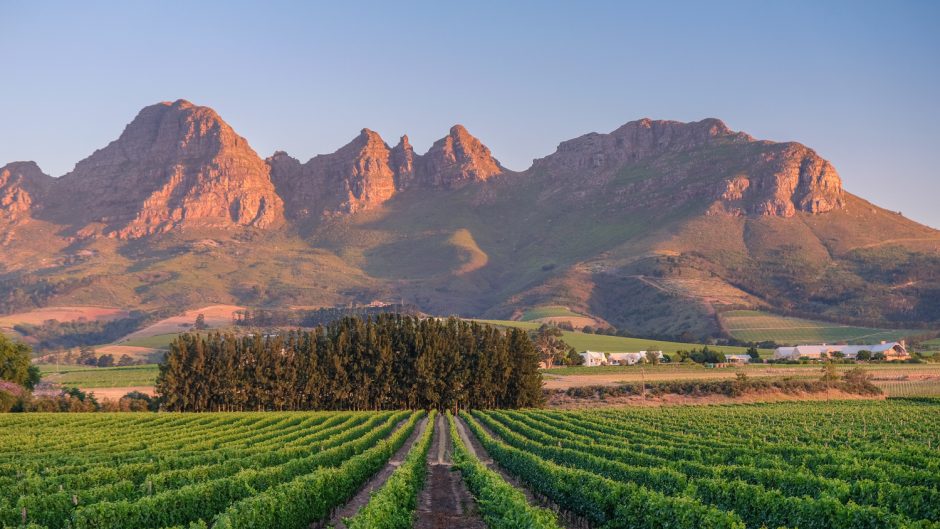 Summertime in the Cape Winelands