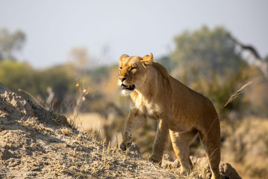 lion-in-hwange Löwin im Hwange Nationalpark