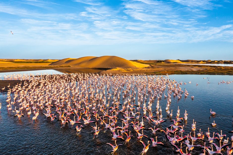 desert-scenery-with-saltwater lagoons-full-of-beautiful-flamingos Erleben Sie auf Ihrer Safari in Namibia diverse Vogelarten wie Flamingos in der Walvis Bay