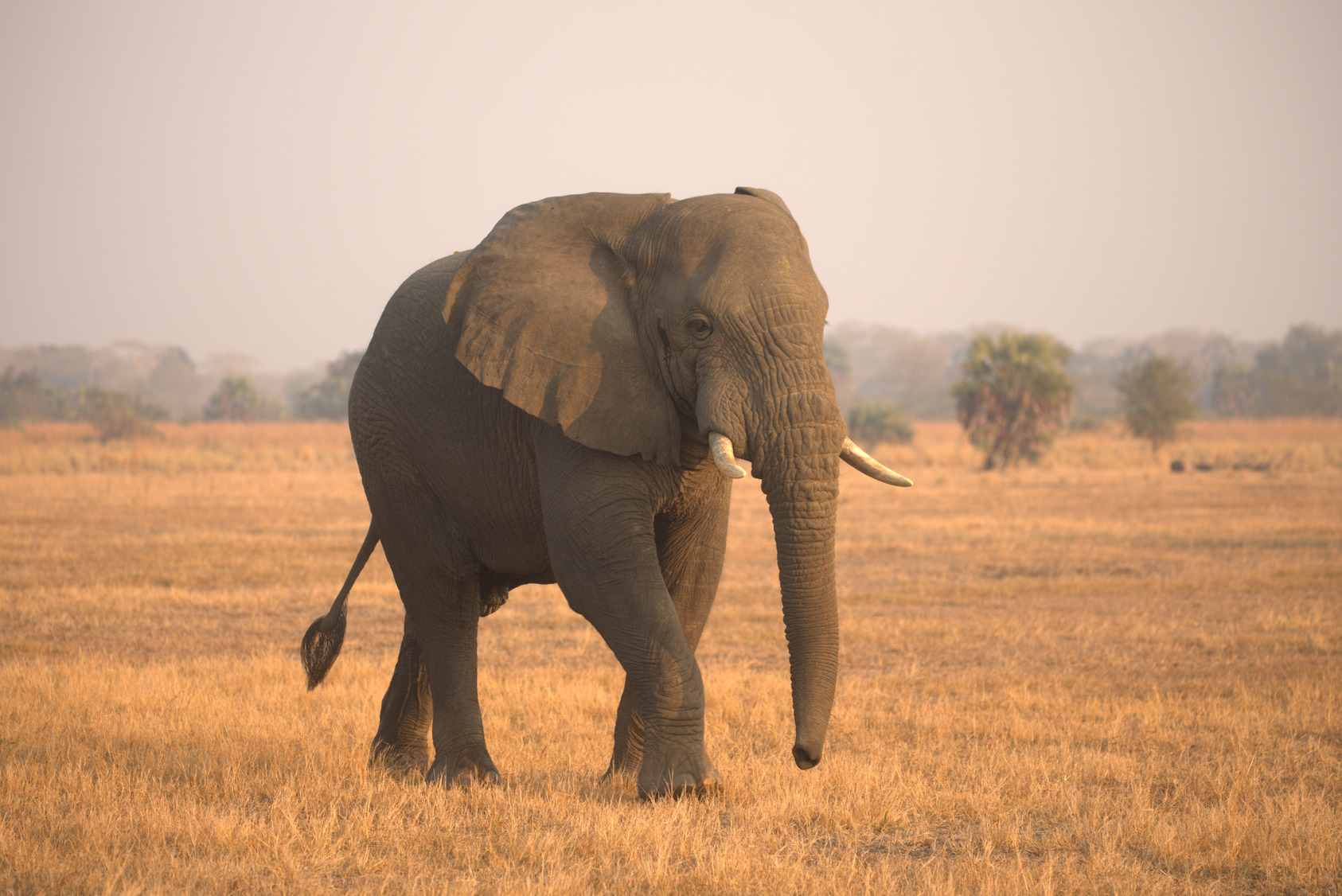 Elephant in Gorongosa National Park