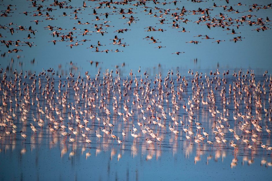 Flamingos in den Makgadikgadi Pans machen die regenreichen Monate zur besten Reisezeit für Botswana für alle, die viele Vogelarten sehen möchten