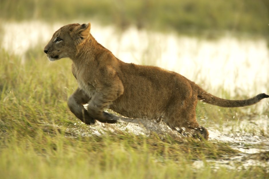 Ein Löwenjunges springt durch die wasserreiche Landschaft - die beste Reisezeit für Botswana