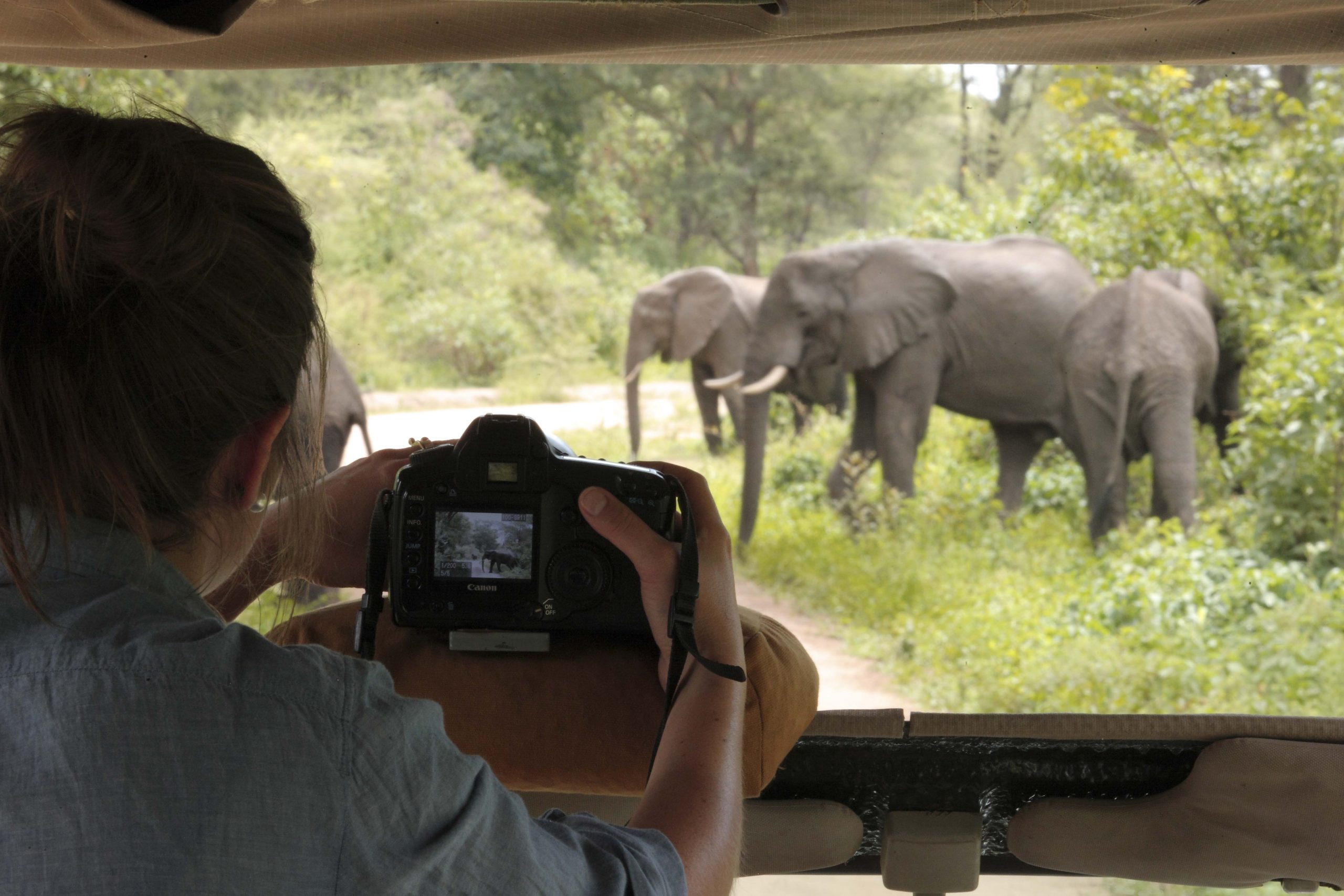lake-manyara-tree-lodge6 A person in a safari vehicle photographs a group of elephants in a lush, green forest using a DSLR camera.