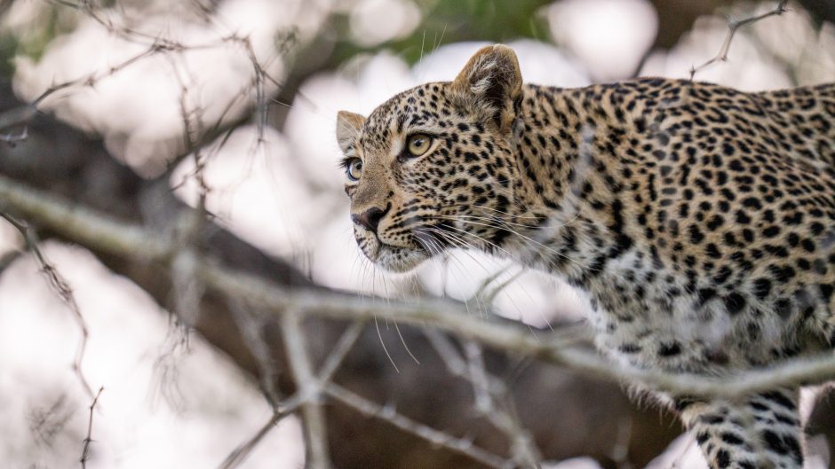 Ein Leopard im Sabi Sand Game Reserve im Greater Kruger National Park