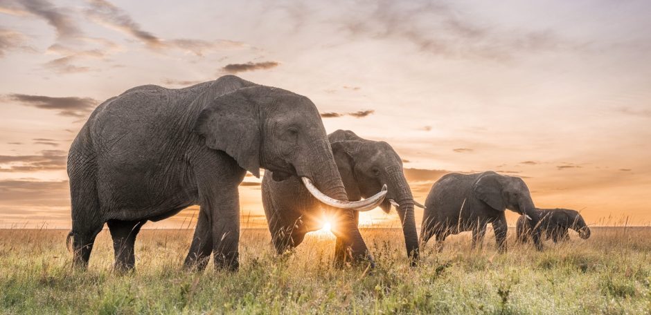 A group of elephants: including two large adults and two smaller juveniles, walking across a grassy savannah at sunrise with warm light and a pastel sky.