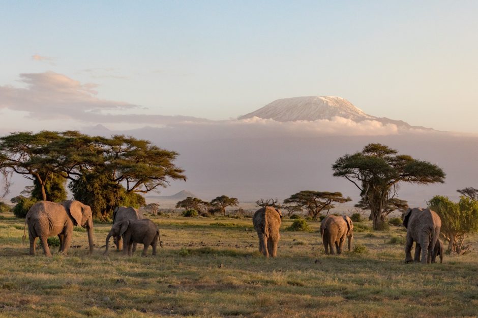 Eine Elefantenherde im Amboseli - einer der schönsten Nationalparks in Kenia