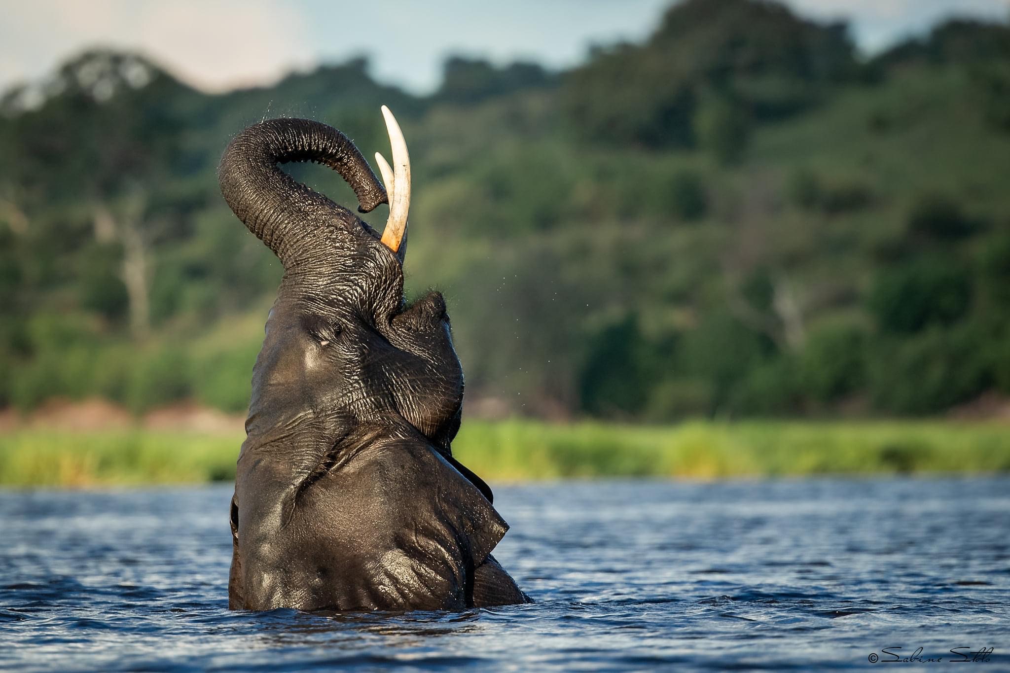 Elephant Bull in the Chobe River - Pangolin Photo Safaris -Sabine Stols