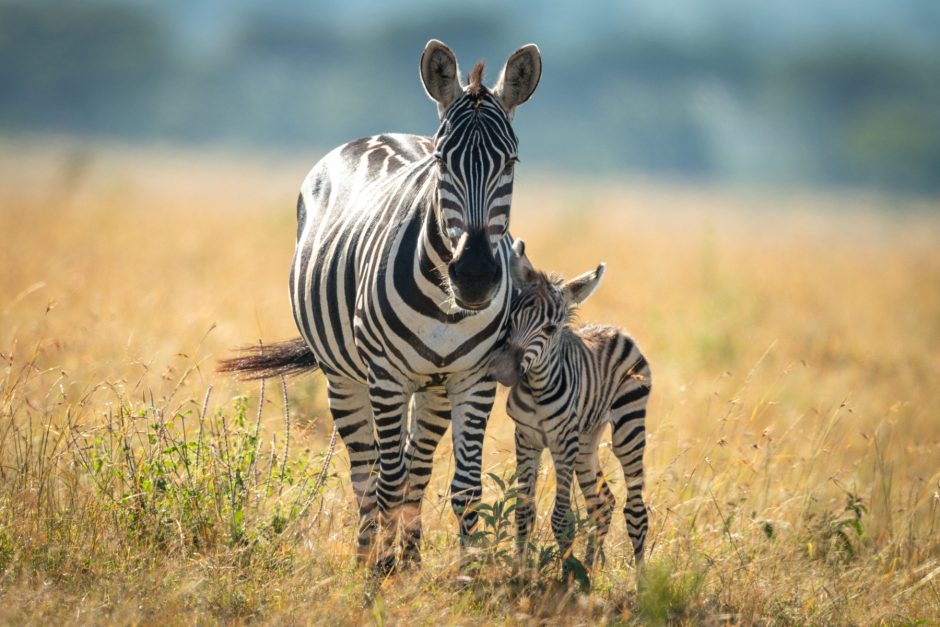baby-zebra-and-mother Zebra mit Fohlen - buchen Sie Ihre malariafreie Safari mit uns