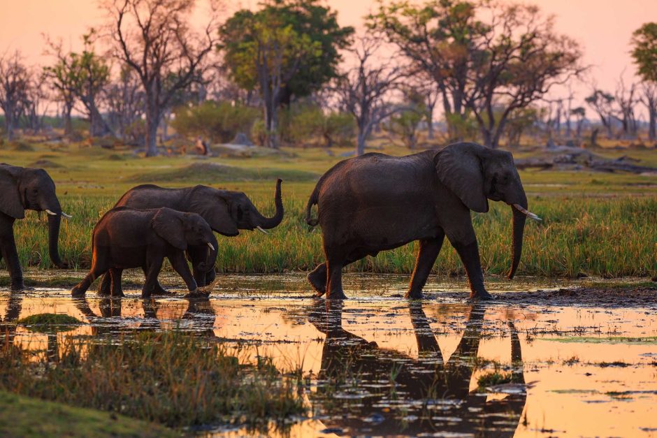Elefantenherde wandert durchs Moremi Game Reserve in Botswana, einer der schönsten Nationalparks in Afrika