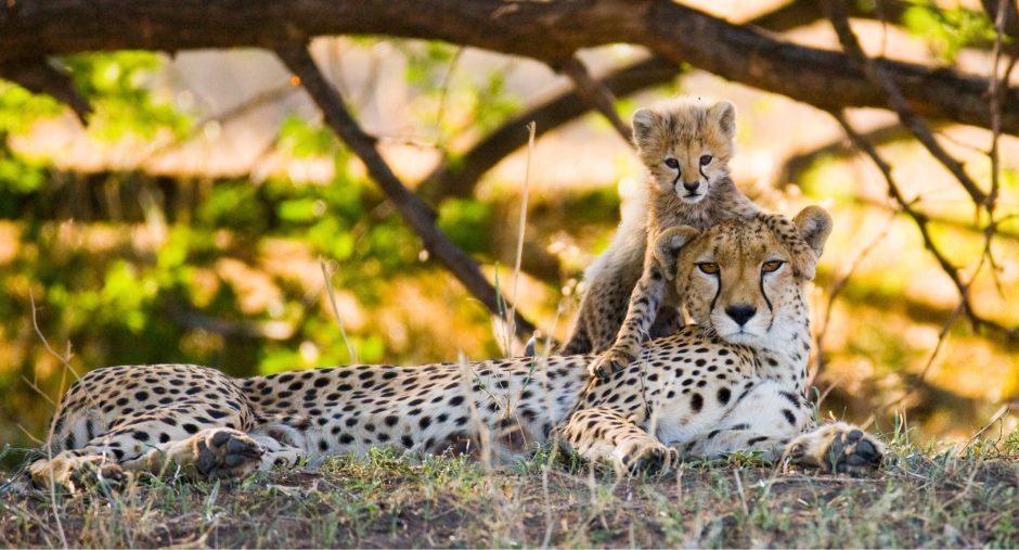 Witness cheetahs and other animals