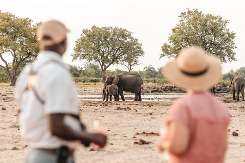 wilderness-little-makalolo-walking safari-sighting-elephant A guide and a guest observe a pair of elephants drinking at a waterhole in the distance, framed by trees in a dry, open landscape.