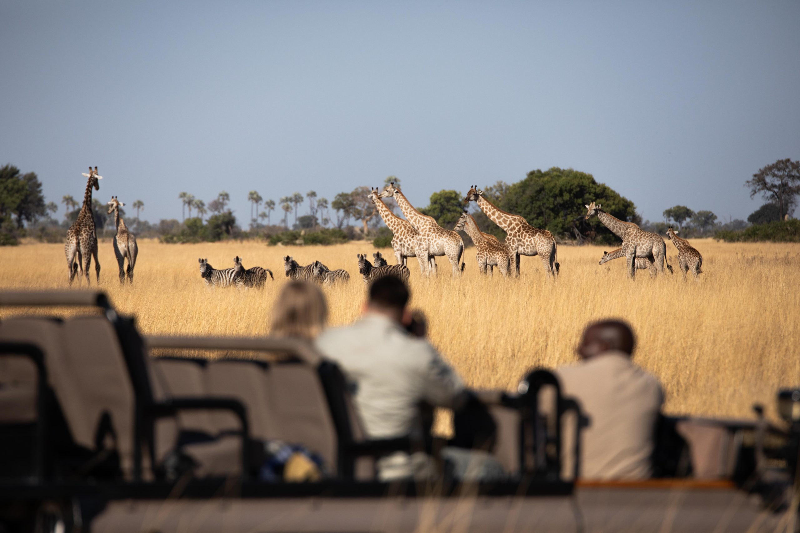 Tourists on a game drive observe a group of giraffes and zebras grazing in the golden grasslands of the African savannah.