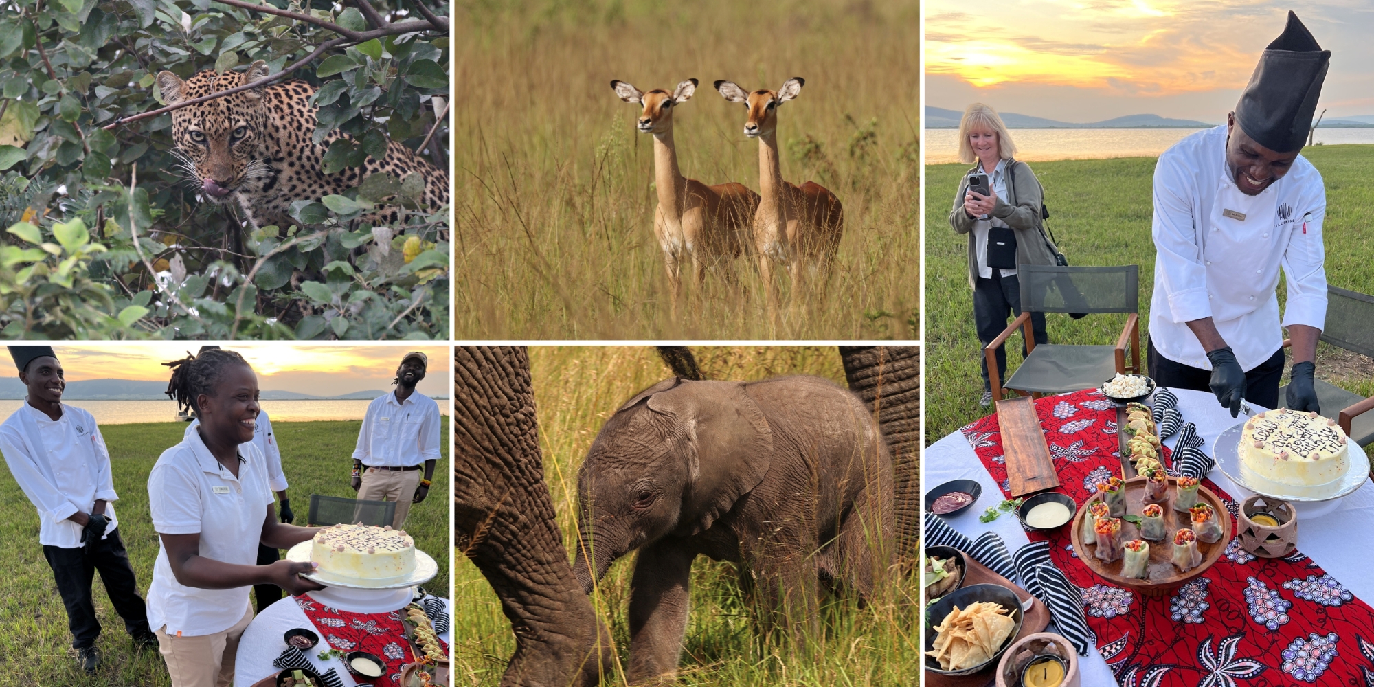 Jill-Leis-Rwanda A vibrant photo collage captures close-up wildlife sightings and a joyful bush birthday celebration, showing that the best time to visit Rwanda blends thrill with thoughtful touches.