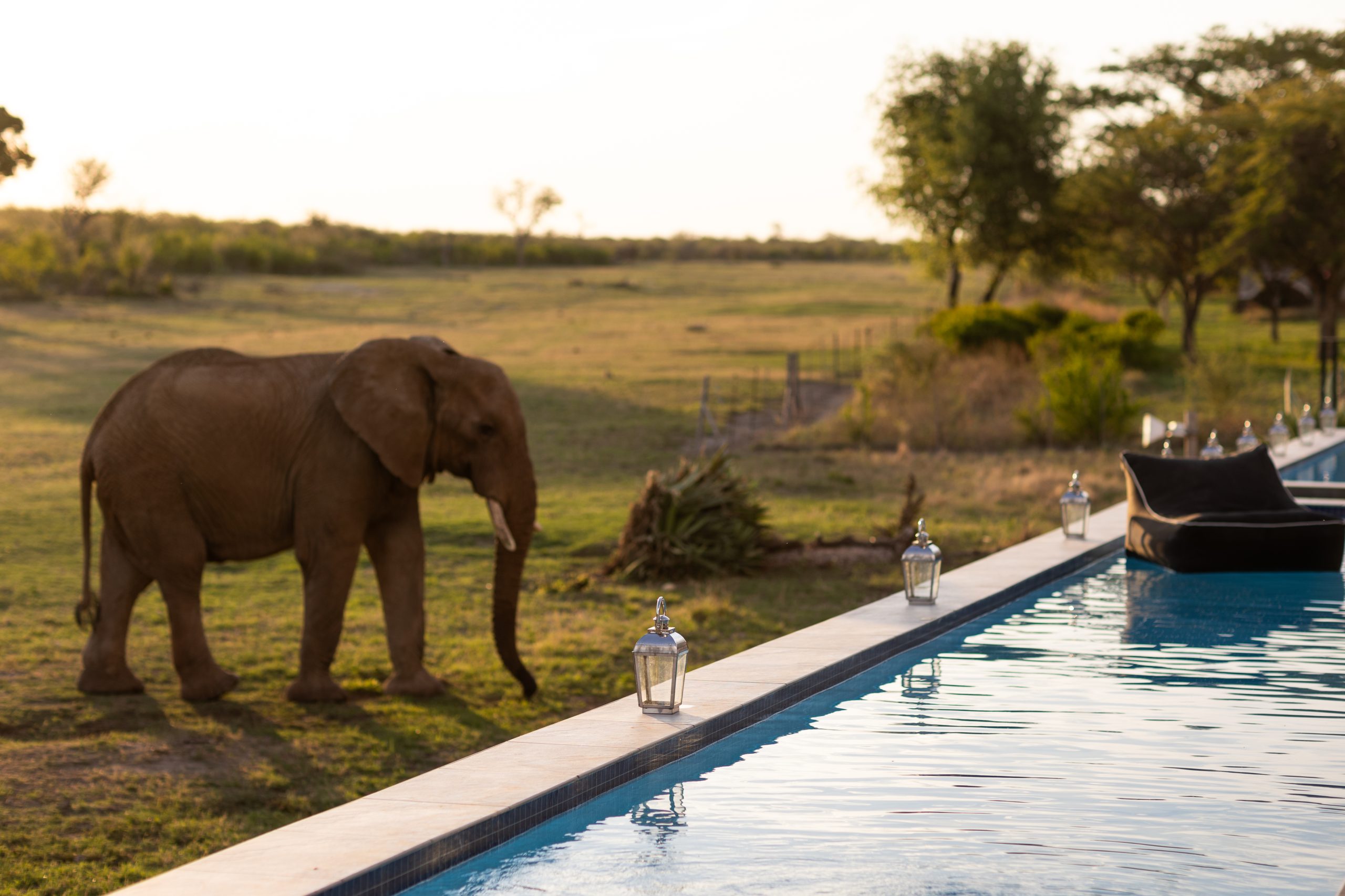 Elephants by the pool 