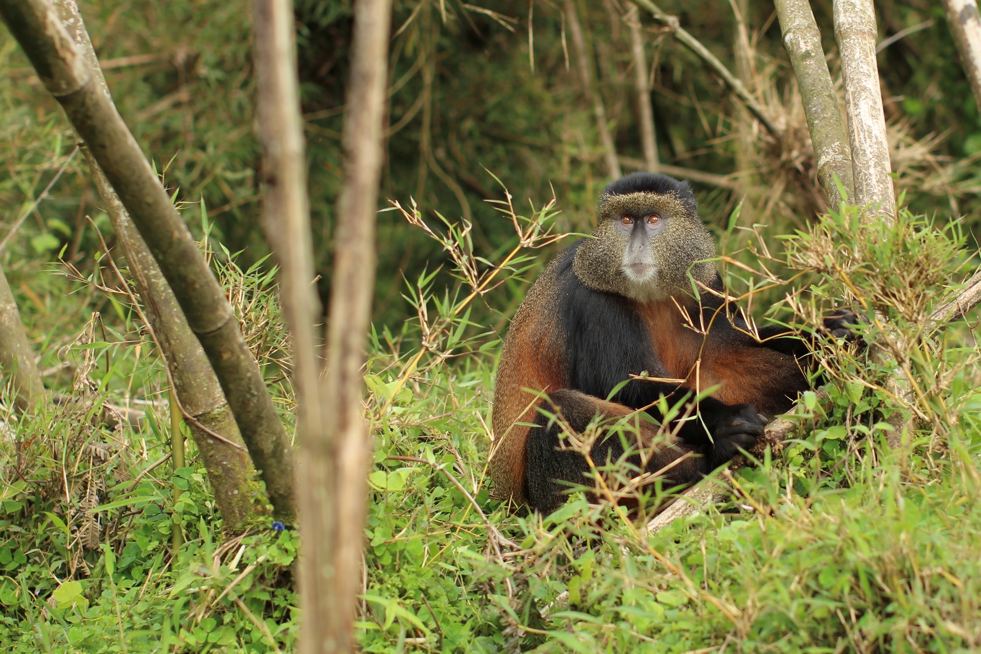 jill-leis-rwanda-13 A golden monkey with thick fur and striking orange markings stands alert in a lush green forest.